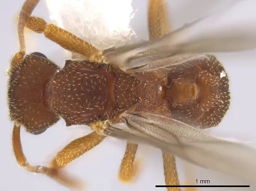 Mycetophylax andersoni specimen INB0003201099 image inb0003201099_1