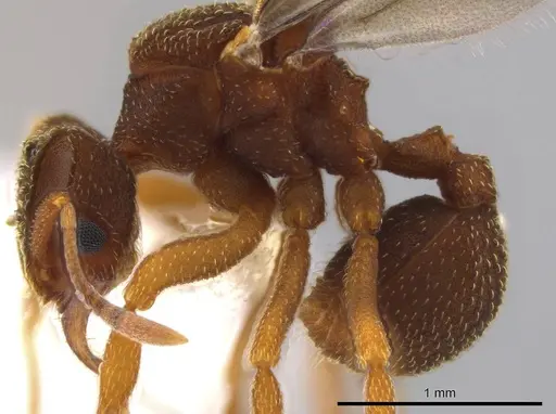 Mycetophylax andersoni specimen INB0003201099 image inb0003201099_3