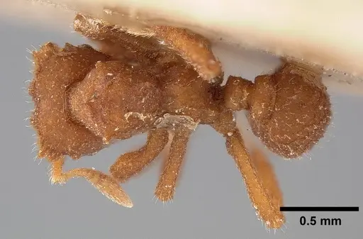 Mycetophylax asper specimen USNMENT00921154 image usnment00921154_1