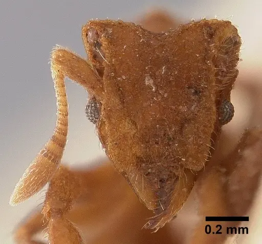 Mycetophylax asper specimen USNMENT00921154 image usnment00921154_2