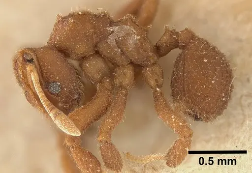 Mycetophylax asper specimen USNMENT00921154 image usnment00921154_3