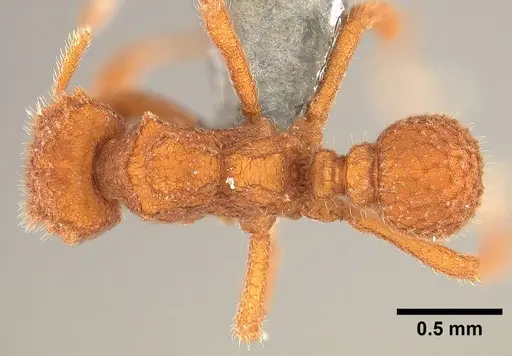 Mycetophylax asper specimen USNMENT00921167 image usnment00921167_1