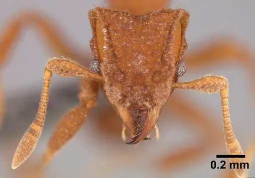 Mycetophylax asper specimen USNMENT00921167 image usnment00921167_2
