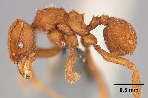 Mycetophylax asper specimen USNMENT00921167 image usnment00921167_3