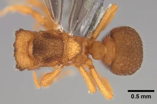 Mycetophylax asper specimen USNMENT00921168 image usnment00921168_1