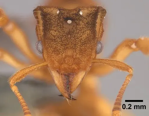 Mycetophylax asper specimen USNMENT00921168 image usnment00921168_2