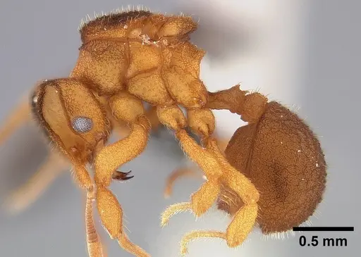Mycetophylax asper specimen USNMENT00921168 image usnment00921168_3