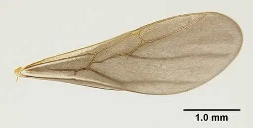 Mycetophylax asper specimen USNMENT00921168 image usnment00921168_4
