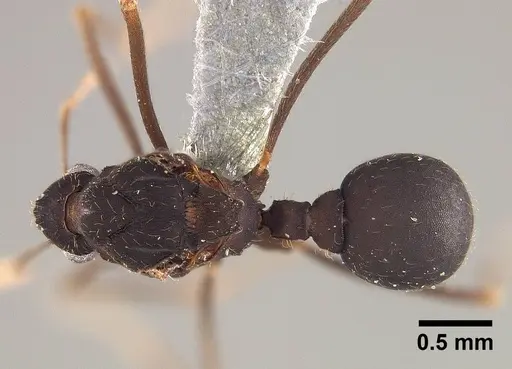Mycetophylax asper specimen USNMENT00921169 image usnment00921169_1