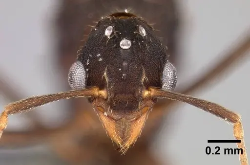 Mycetophylax asper specimen USNMENT00921169 image usnment00921169_2