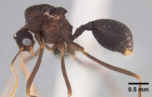 Mycetophylax asper specimen USNMENT00921169 image usnment00921169_3