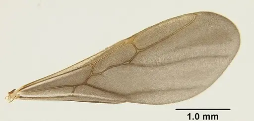 Mycetophylax asper specimen USNMENT00921169 image usnment00921169_4
