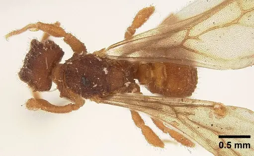Mycetophylax asper specimen USNMENT00923112 image usnment00923112_1