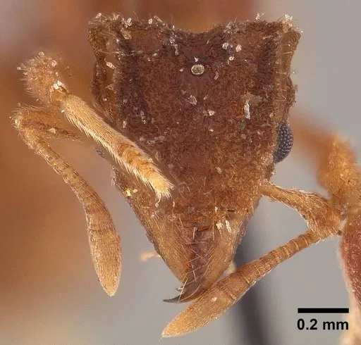 Mycetophylax asper specimen USNMENT00923112 image usnment00923112_2