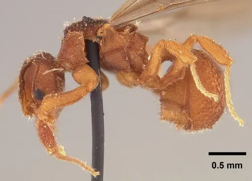 Mycetophylax asper specimen USNMENT00923112 image usnment00923112_3