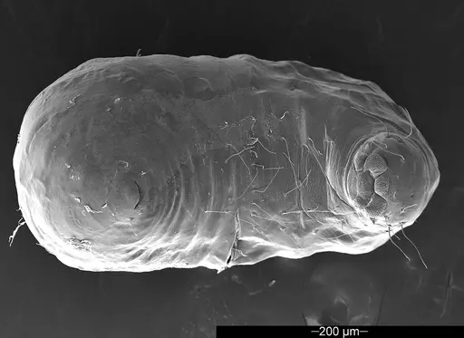 Mycetophylax asper specimen USNMENT01126244 image usnment01126244_1
