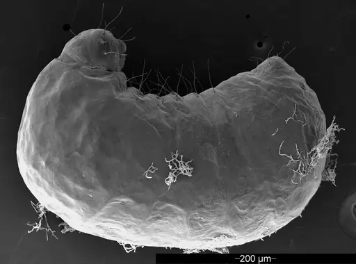 Mycetophylax asper specimen USNMENT01126244 image usnment01126244_2
