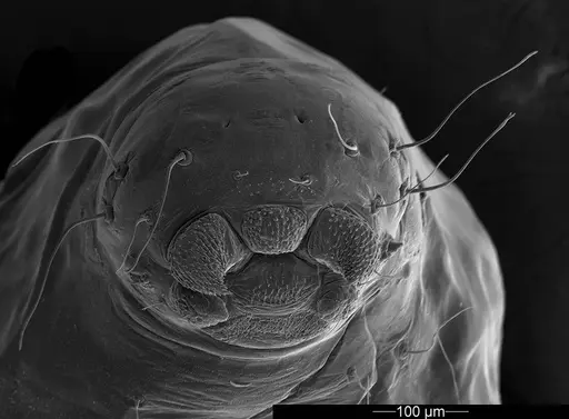 Mycetophylax asper specimen USNMENT01126244 image usnment01126244_3