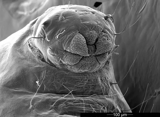 Mycetophylax asper specimen USNMENT01126244 image usnment01126244_4