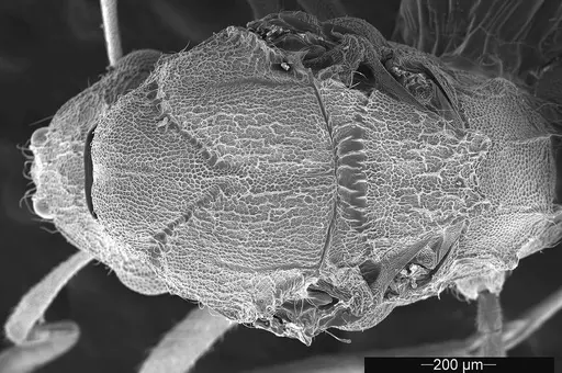 Mycetophylax asper specimen USNMENT01126245 image usnment01126245_1