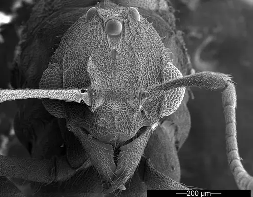 Mycetophylax asper specimen USNMENT01126245 image usnment01126245_2