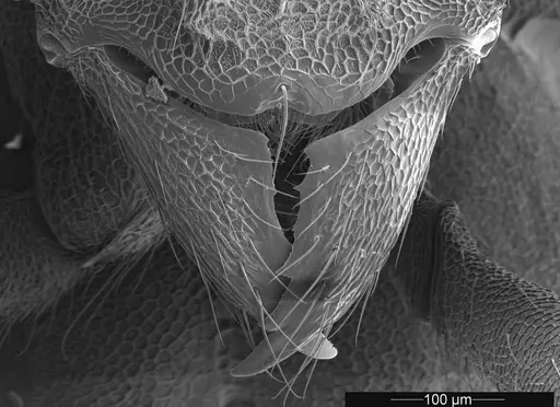 Mycetophylax asper specimen USNMENT01126245 image usnment01126245_3