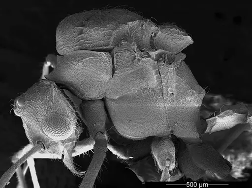 Mycetophylax asper specimen USNMENT01126245 image usnment01126245_4
