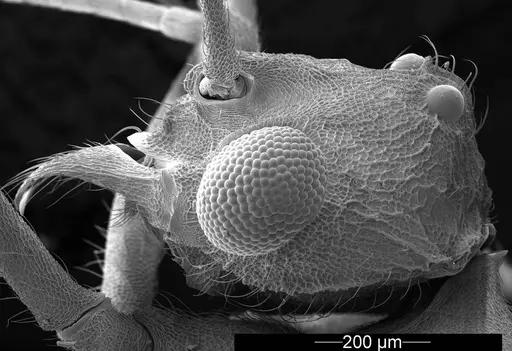 Mycetophylax asper specimen USNMENT01126245 image usnment01126245_5