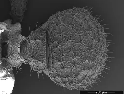 Mycetophylax asper specimen USNMENT01126246 image usnment01126246_1
