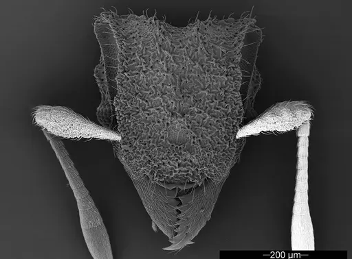 Mycetophylax asper specimen USNMENT01126246 image usnment01126246_2