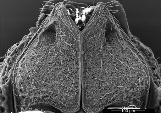 Mycetophylax asper specimen USNMENT01126246 image usnment01126246_3