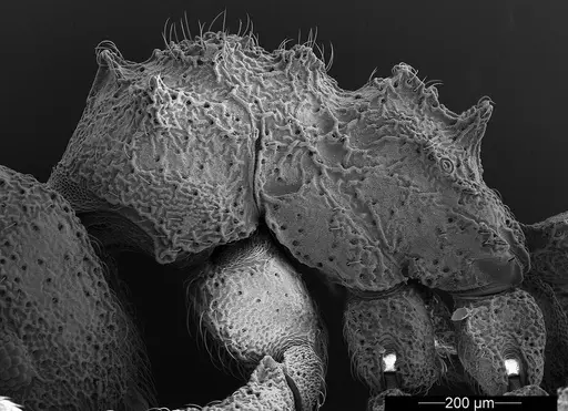 Mycetophylax asper specimen USNMENT01126246 image usnment01126246_4