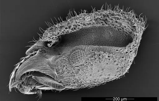 Mycetophylax asper specimen USNMENT01126246 image usnment01126246_5
