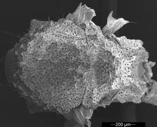 Mycetophylax asper specimen USNMENT01126247 image usnment01126247_1