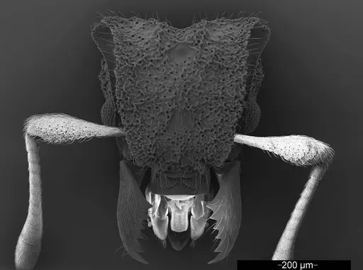 Mycetophylax asper specimen USNMENT01126247 image usnment01126247_2