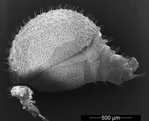 Mycetophylax asper specimen USNMENT01126247 image usnment01126247_3