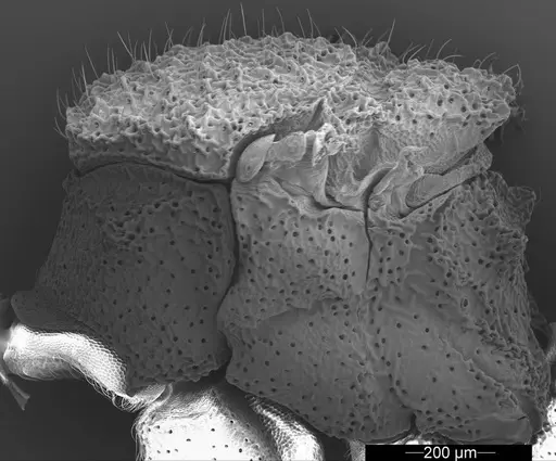 Mycetophylax asper specimen USNMENT01126247 image usnment01126247_4