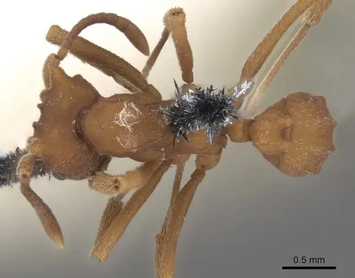 Mycetophylax auritus specimen CASENT0901666 image casent0901666_1