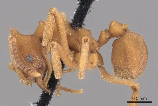 Mycetophylax auritus specimen CASENT0901666 image casent0901666_3