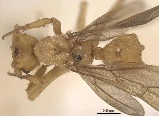 Mycetophylax auritus specimen CASENT0919610 image casent0919610_1