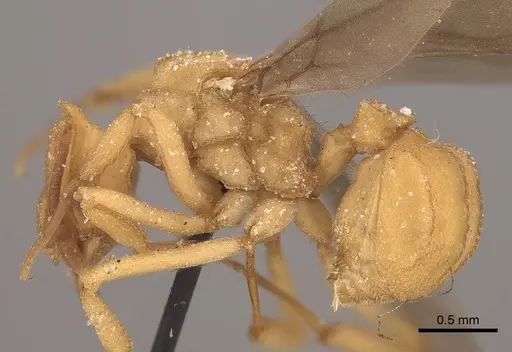 Mycetophylax auritus specimen CASENT0919610 image casent0919610_3