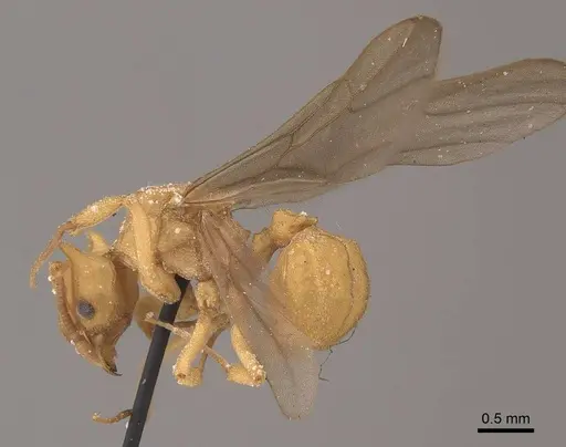 Mycetophylax auritus specimen CASENT0919610 image casent0919610_4