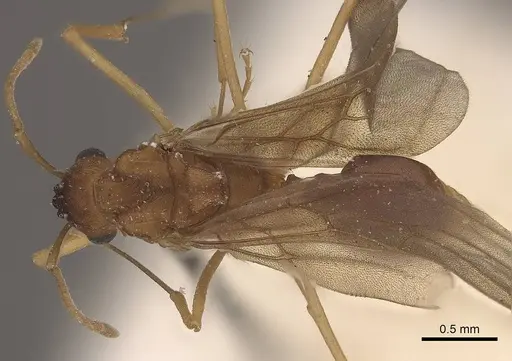 Mycetophylax auritus specimen CASENT0919611 image casent0919611_1