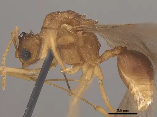 Mycetophylax auritus specimen CASENT0919611 image casent0919611_3