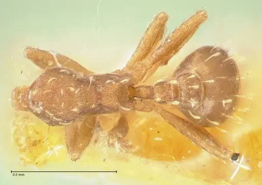 Mycetophylax auritus specimen FOCOL2196 image focol2196_1