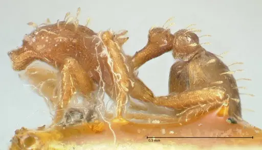 Mycetophylax auritus specimen FOCOL2196 image focol2196_2