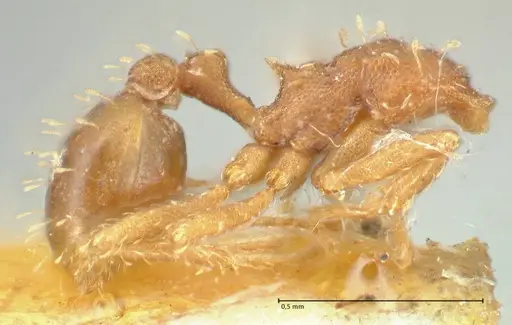 Mycetophylax auritus specimen FOCOL2196 image focol2196_3