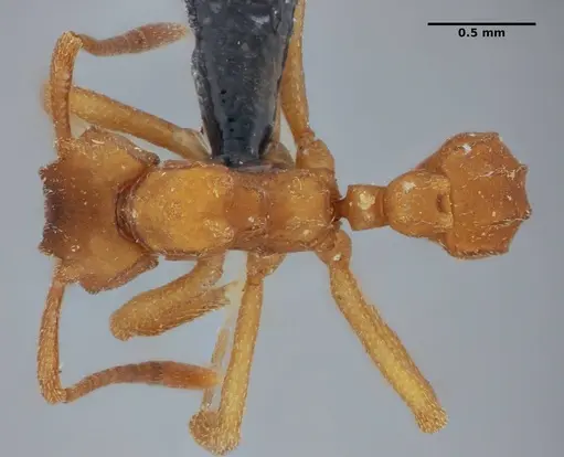 Mycetophylax auritus specimen UFV-LABECOL-004945 image ufv-labecol-004945_1