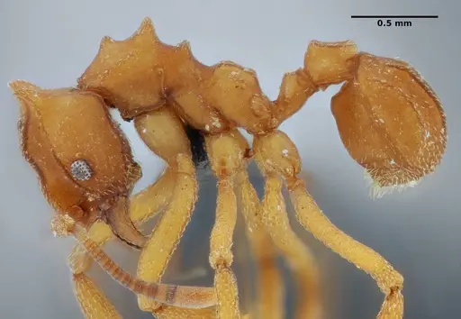 Mycetophylax auritus specimen UFV-LABECOL-004945 image ufv-labecol-004945_3