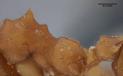 Mycetophylax auritus specimen UFV-LABECOL-004945 image ufv-labecol-004945_4